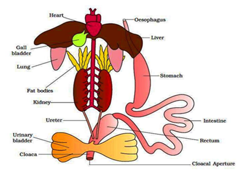 Diagram of digestive system of frog.