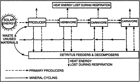 Energy Flow Chart Examples