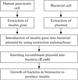 Insulin Preparations Chart