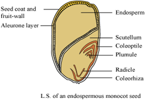 Image result for labelled sketch of L.S. of an endospermous monocot seed.