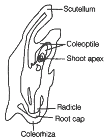 Image result for labelled diagram of L.S. of an embryo of the grass