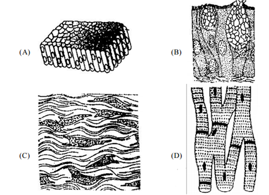 The four sketches (A, B, C and D) given below, represent four different  types of animal tissues. Which one of these is correctly identified in the  options given, along with its correct