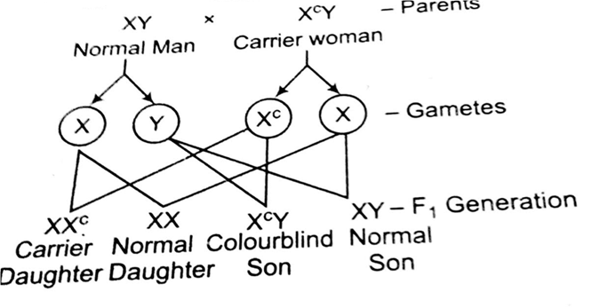 Pedigree Chart For Colour Blindness