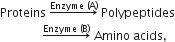 Proteins space rightwards arrow with Enzyme space left parenthesis straight A right parenthesis on top space Polypeptides
space space space space space space space space space space space space space space rightwards arrow with Enzyme space left parenthesis straight B right parenthesis on top space Amino space acids comma