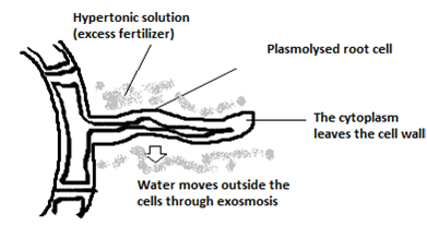 The diagram below represents a layer of epidermal cells showing a