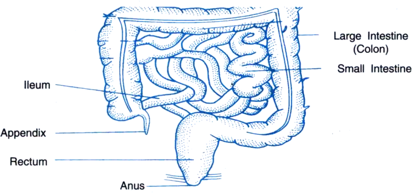 Featured image of post How To Draw A Small Intestine Step By Step The proportions are different for females