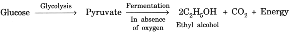 
Bacteria and yeast respire anaerobically i.e., in absence of oxygen. 