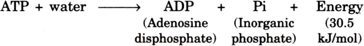 
ATP stands for Adenosine triphosphate.
Formation of ATP: The energy r