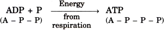 
ATP stands for Adenosine triphosphate.
Formation of ATP: The energy r