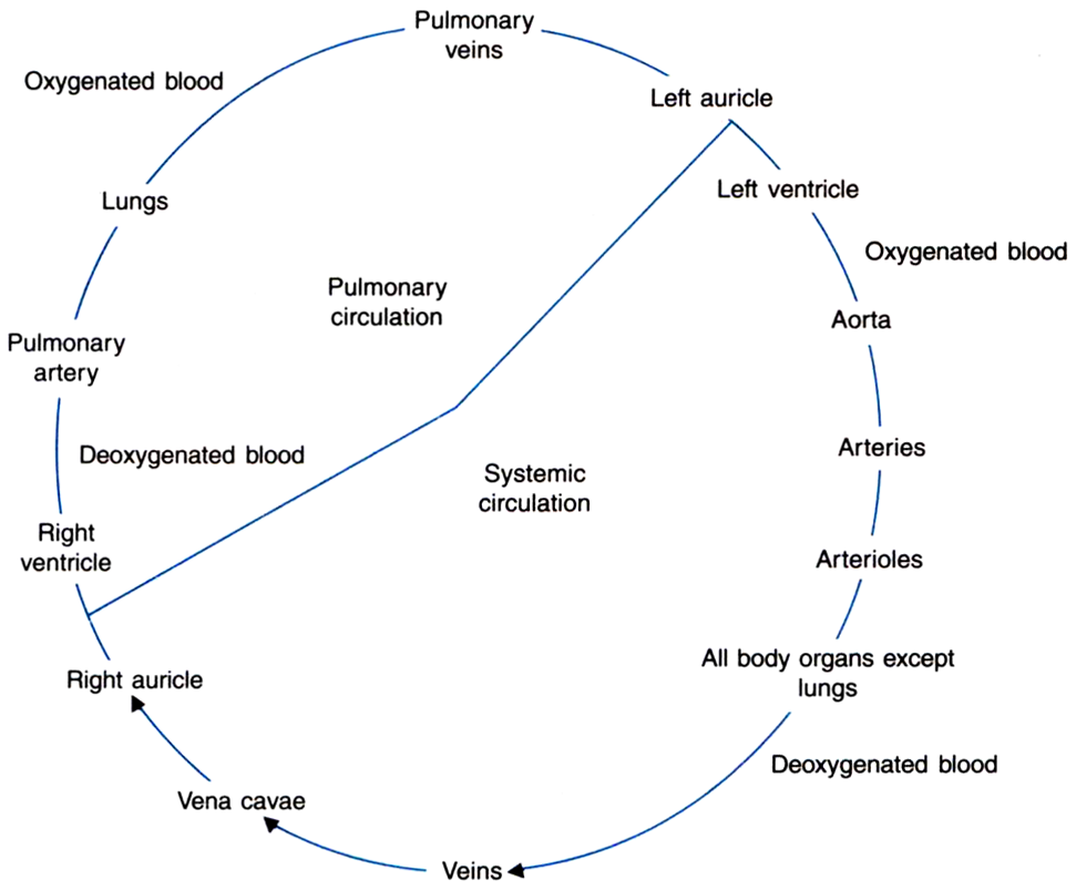 Double Circulation Flow Chart