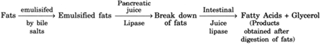 
Digestion of fat takes place in the small intestine.Digestion of Fat: