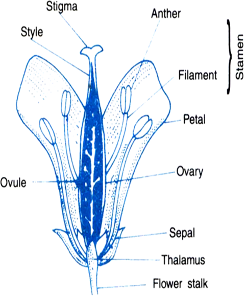 Draw A Labelled Diagram Of The Longitudinal Section Of A Flower From