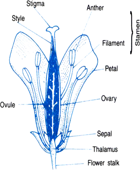 Draw The Labelled Diagram Of Longitudinal Section Of A Flower Science ...