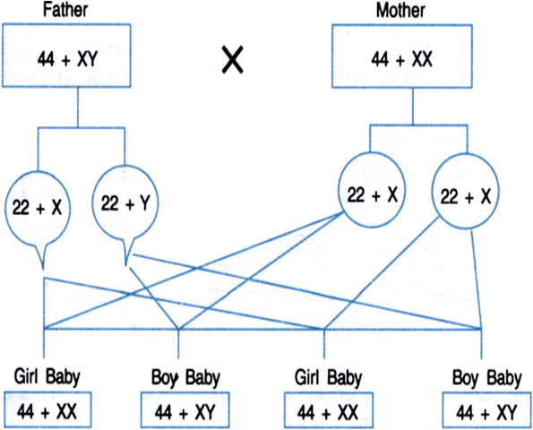 
In human, 23 pairs (46) chromosomes are present out of these 22 pairs