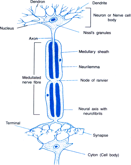 
Cells of nervous tissues are called neurons. Each neuron cell consist