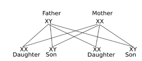 Image result for How many pairs of chromosomes are present in human beings? Out of these, how many are sex chromosomes? How many types of sex chromosomes are found in human beings? "The sex of a newborn child is a matter of chance and none of the parents may be considered responsible for it" Draw a flowchart showing the determination of sex of a newborn to justify this statement.