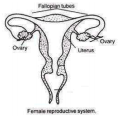 Женская половая система. Female Reproductive System рисунок. Женская половая система патанатомия. Репродуктивная система женщины схема.