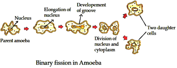 binary fission in amoeba