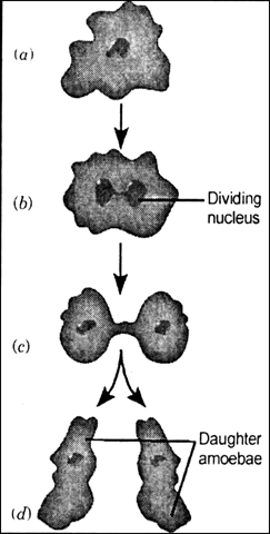 
Binary fission is a method of asexual reproduction. In this method th