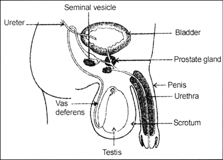 
Male reproductive organs consist of a pair of testes, sperm ducts and