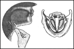 Function:In humans, the sound is produced by the larynx also called v
