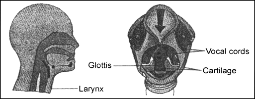 A Side View Of The Cartilages Of The Larynx, Vintage Line Drawing Or  Engraving Illustration. Royalty Free SVG, Cliparts, Vectors, and Stock  Illustration. Image 133109411.