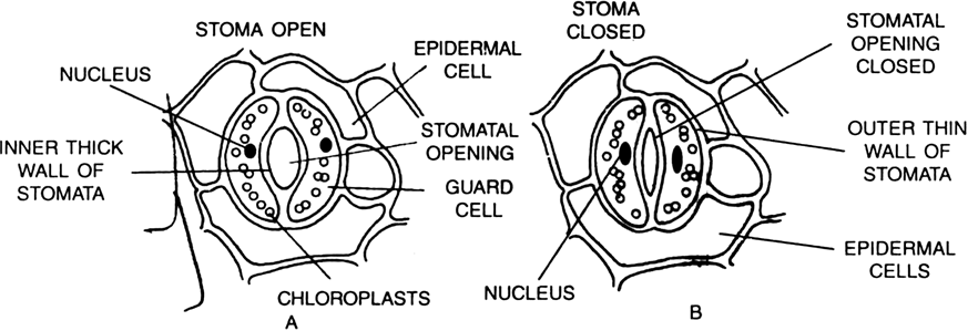 
The outermost layer of cells i.e., usually the epidermis is not conti