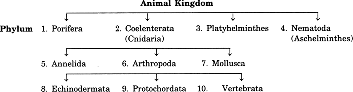Draw outline classification of Animal (Animalia) kingdom upto phylum level  in order of hierarchy. from Science Diversity In Living Organisms Class 9  Rajasthan Board - English Medium