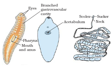 platyhelminthes de organ de selecție paraziți interni și externi