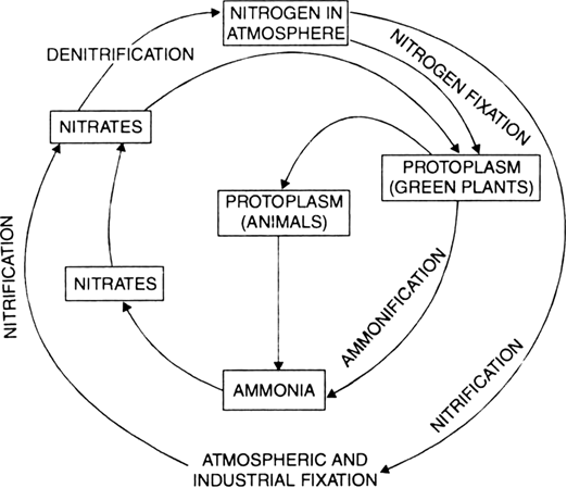 Nitrogen Cycle Chart