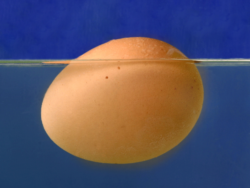 egg