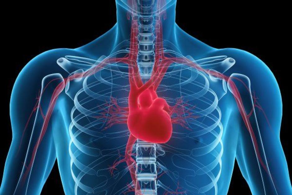 Where is the heart exactly located? Left, right or Center?