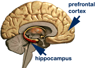 iq-prefrontal-hippocampus1