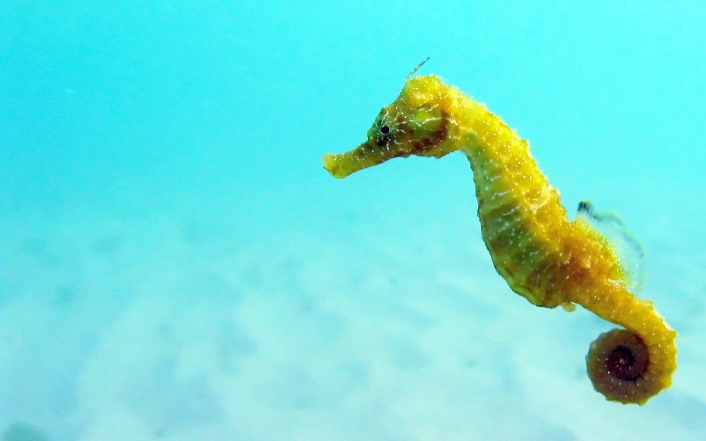 MaleSeahorse_Zigya