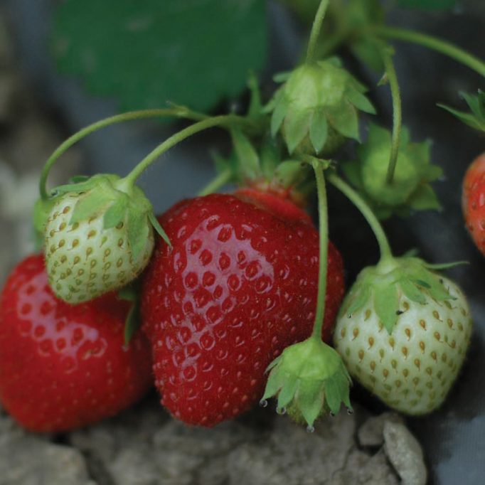 strawberries - Zigya