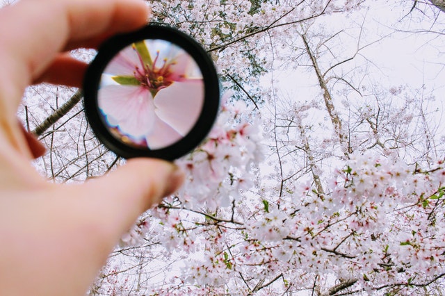 a person critically observing the pink flowers through magnifying mirror