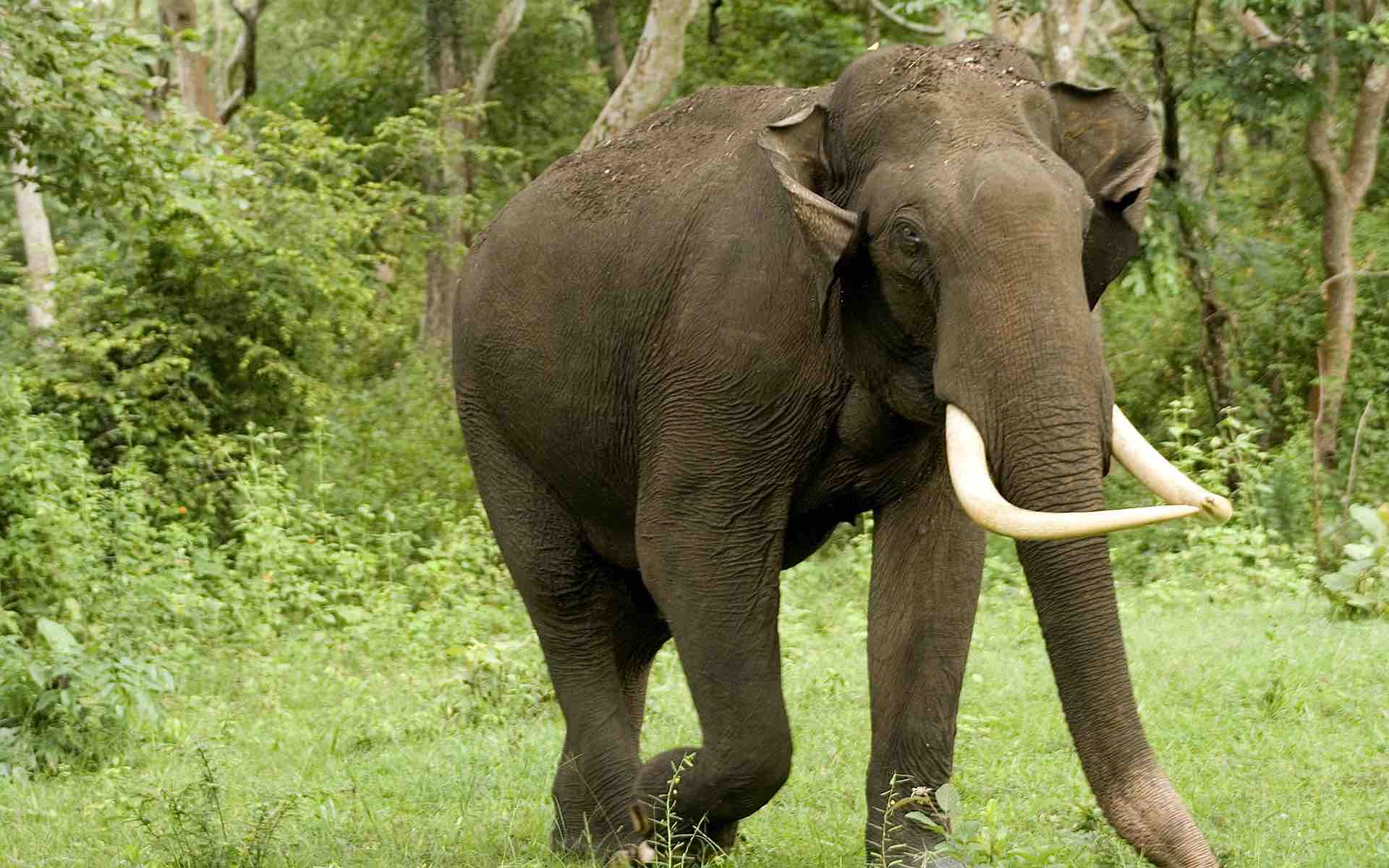 Zigya.com: The Elephant