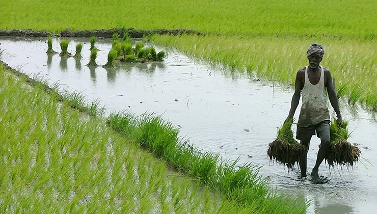 Zigya.com: Rice Cultivation