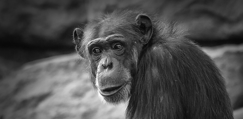 Zigya: Chimpanzee